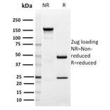 SDS-PAGE - Anti-SIGLEC1 Antibody [HSn 7D2] - BSA and Azide free (A253168) - Antibodies.com