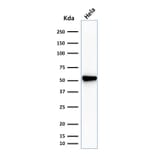 Western Blot - Anti-Fascin Antibody [SPM133] - BSA and Azide free (A253172) - Antibodies.com