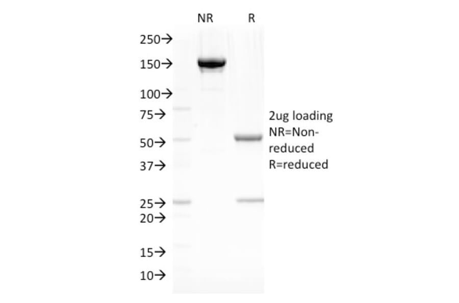 SDS-PAGE - Anti-Fascin Antibody [SPM133] - BSA and Azide free (A253172) - Antibodies.com