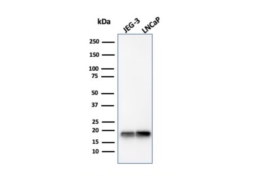 Western Blot - Anti-Superoxide Dismutase 1 Antibody [SOD1/4330] - BSA and Azide free (A253174) - Antibodies.com