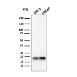 Western Blot - Anti-Superoxide Dismutase 1 Antibody [SOD1/4330] - BSA and Azide free (A253174) - Antibodies.com