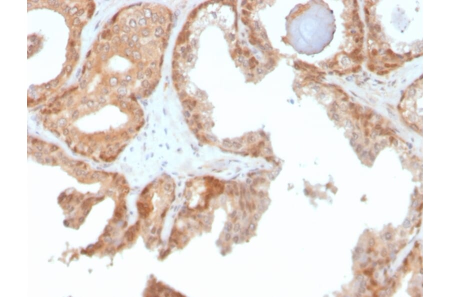 Immunohistochemistry - Anti-Superoxide Dismutase 1 Antibody [SOD1/4330] - BSA and Azide free (A253174) - Antibodies.com