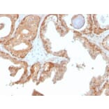 Immunohistochemistry - Anti-Superoxide Dismutase 1 Antibody [SOD1/4330] - BSA and Azide free (A253174) - Antibodies.com