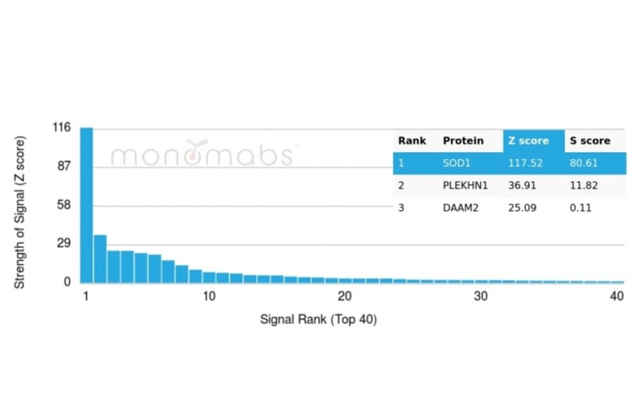 Protein Array - Anti-Superoxide Dismutase 1 Antibody [SOD1/4330] - BSA and Azide free (A253173) - Antibodies.com