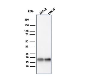 Western Blot - Anti-Superoxide Dismutase 1 Antibody [SOD1/4331] - BSA and Azide free (A253175) - Antibodies.com