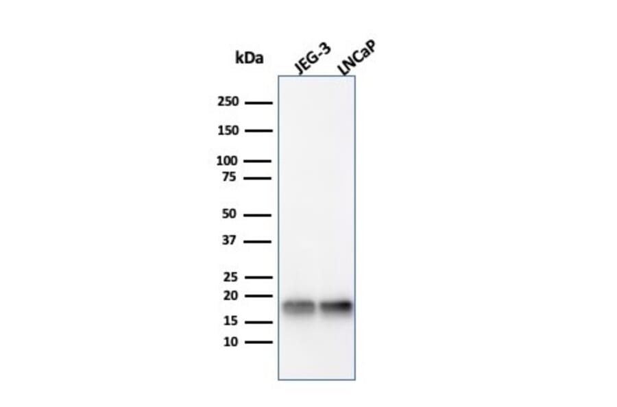 Western Blot - Anti-Superoxide Dismutase 1 Antibody [SOD1/4331] - BSA and Azide free (A253175) - Antibodies.com