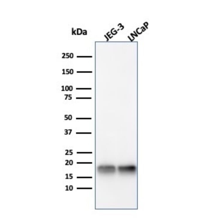 Western Blot - Anti-Superoxide Dismutase 1 Antibody [SOD1/4331] - BSA and Azide free (A253175) - Antibodies.com