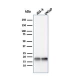 Western Blot - Anti-Superoxide Dismutase 1 Antibody [SOD1/4331] - BSA and Azide free (A253175) - Antibodies.com