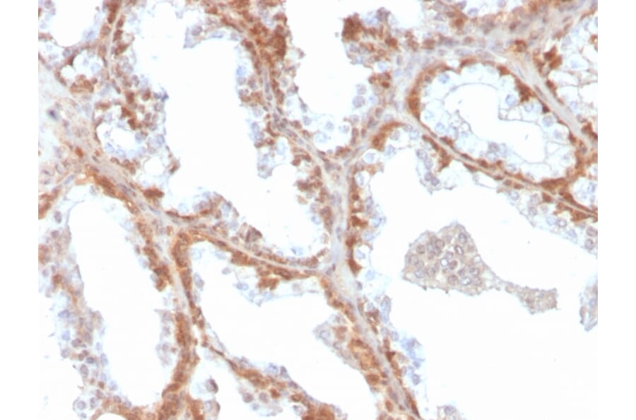 Immunohistochemistry - Anti-Superoxide Dismutase 1 Antibody [SOD1/4331] - BSA and Azide free (A253175) - Antibodies.com