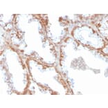 Immunohistochemistry - Anti-Superoxide Dismutase 1 Antibody [SOD1/4331] - BSA and Azide free (A253175) - Antibodies.com