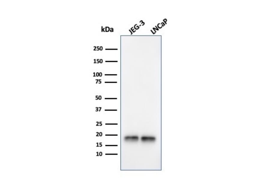 Western Blot - Anti-Superoxide Dismutase 1 Antibody [SOD1/3924] - BSA and Azide free (A253177) - Antibodies.com
