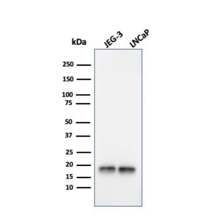 Western Blot - Anti-Superoxide Dismutase 1 Antibody [SOD1/3924] - BSA and Azide free (A253177) - Antibodies.com