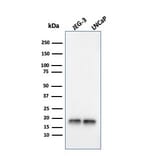 Western Blot - Anti-Superoxide Dismutase 1 Antibody [SOD1/3924] - BSA and Azide free (A253177) - Antibodies.com
