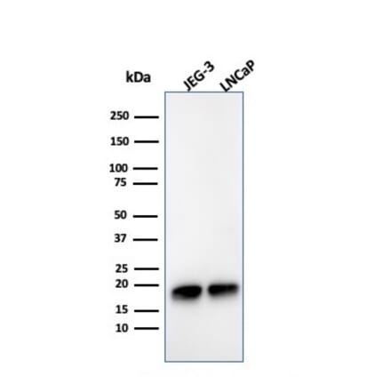 Western Blot - Anti-Superoxide Dismutase 1 Antibody [SOD1/3925] - BSA and Azide free (A253178) - Antibodies.com