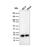 Western Blot - Anti-Superoxide Dismutase 1 Antibody [SOD1/3925] - BSA and Azide free (A253178) - Antibodies.com