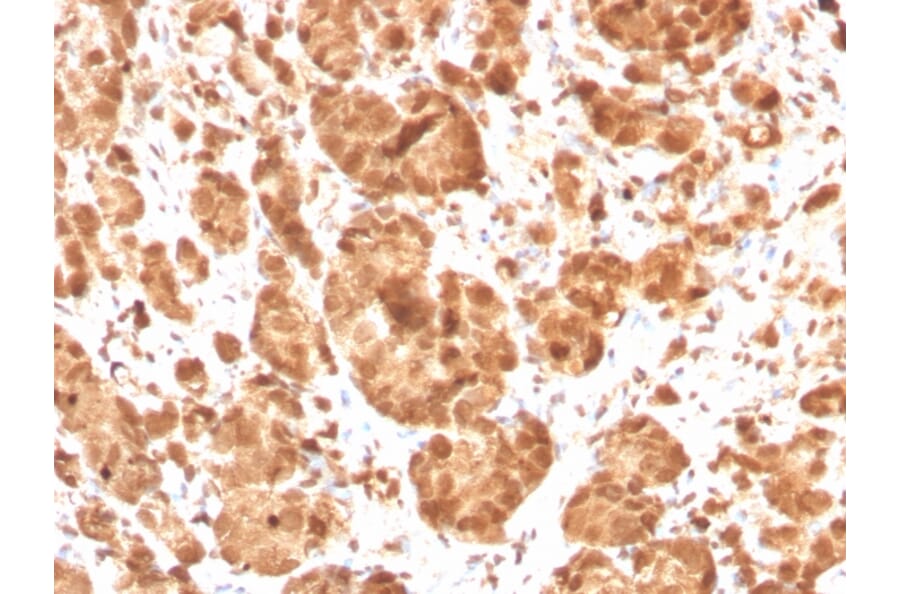 Immunohistochemistry - Anti-Superoxide Dismutase 1 Antibody [SOD1/3925] - BSA and Azide free (A253178) - Antibodies.com