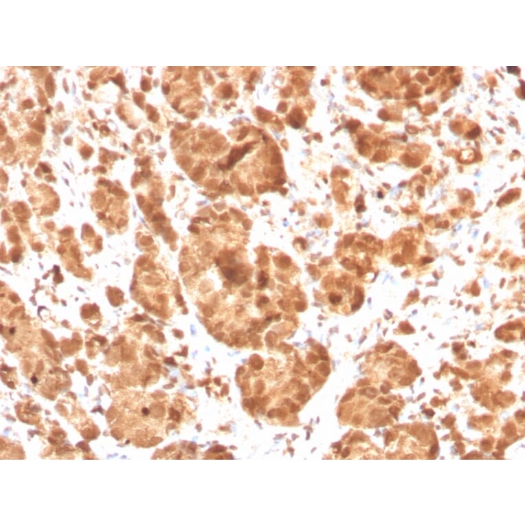 Immunohistochemistry - Anti-Superoxide Dismutase 1 Antibody [SOD1/3925] - BSA and Azide free (A253178) - Antibodies.com