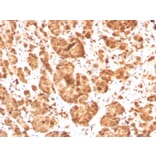Immunohistochemistry - Anti-Superoxide Dismutase 1 Antibody [SOD1/3925] - BSA and Azide free (A253178) - Antibodies.com