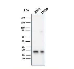 Western Blot - Anti-Superoxide Dismutase 1 Antibody [SOD1/3926] - BSA and Azide free (A253179) - Antibodies.com