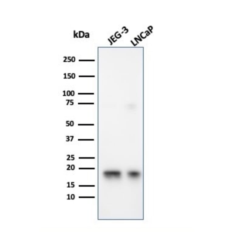 Western Blot - Anti-Superoxide Dismutase 1 Antibody [SOD1/3926] - BSA and Azide free (A253179) - Antibodies.com