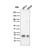 Western Blot - Anti-Superoxide Dismutase 1 Antibody [SOD1/3926] - BSA and Azide free (A253179) - Antibodies.com