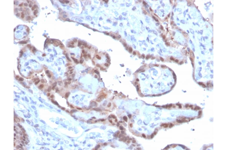 Immunohistochemistry - Anti-Superoxide Dismutase 1 Antibody [SOD1/3926] - BSA and Azide free (A253179) - Antibodies.com