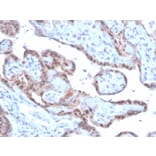 Immunohistochemistry - Anti-Superoxide Dismutase 1 Antibody [SOD1/3926] - BSA and Azide free (A253179) - Antibodies.com
