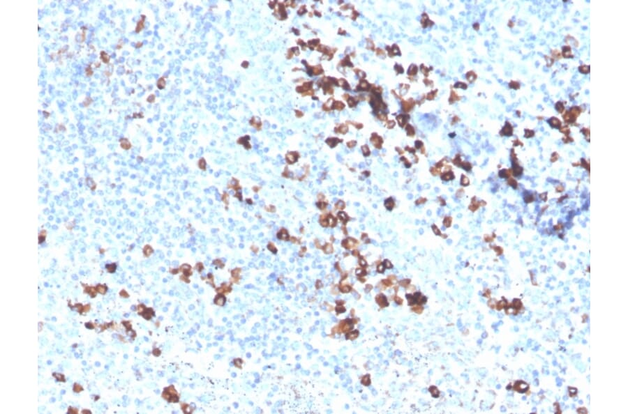 Immunohistochemistry - Anti-Superoxide Dismutase 1 Antibody [SOD1/3926] - BSA and Azide free (A253179) - Antibodies.com