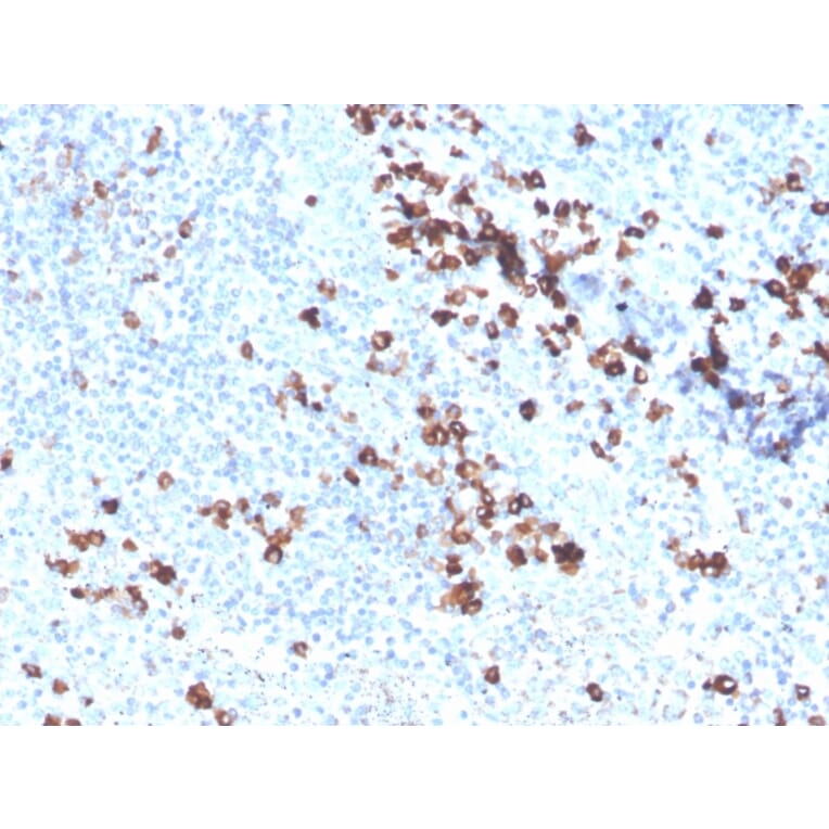 Immunohistochemistry - Anti-Superoxide Dismutase 1 Antibody [SOD1/3926] - BSA and Azide free (A253179) - Antibodies.com