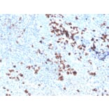 Immunohistochemistry - Anti-Superoxide Dismutase 1 Antibody [SOD1/3926] - BSA and Azide free (A253179) - Antibodies.com