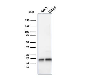 Western Blot - Anti-Superoxide Dismutase 1 Antibody [SOD1/4248] - BSA and Azide free (A253180) - Antibodies.com