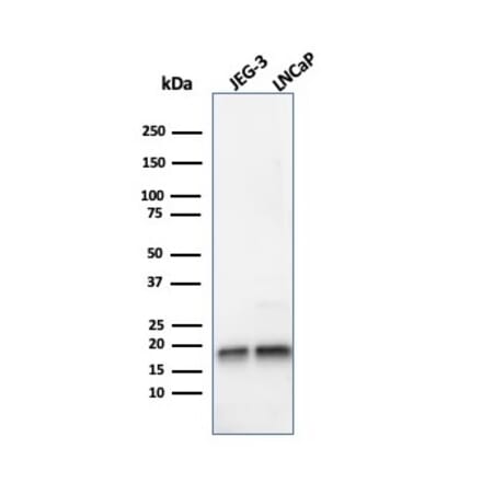 Western Blot - Anti-Superoxide Dismutase 1 Antibody [SOD1/4248] - BSA and Azide free (A253180) - Antibodies.com