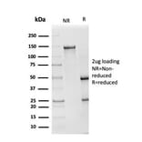 SDS-PAGE - Anti-Superoxide Dismutase 1 Antibody [SOD1/4248] - BSA and Azide free (A253180) - Antibodies.com