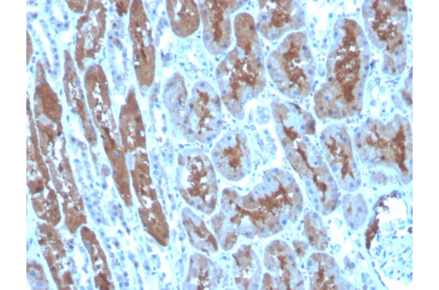 Immunohistochemistry - Anti-Superoxide Dismutase 1 Antibody [SOD1/4248] - BSA and Azide free (A253180) - Antibodies.com
