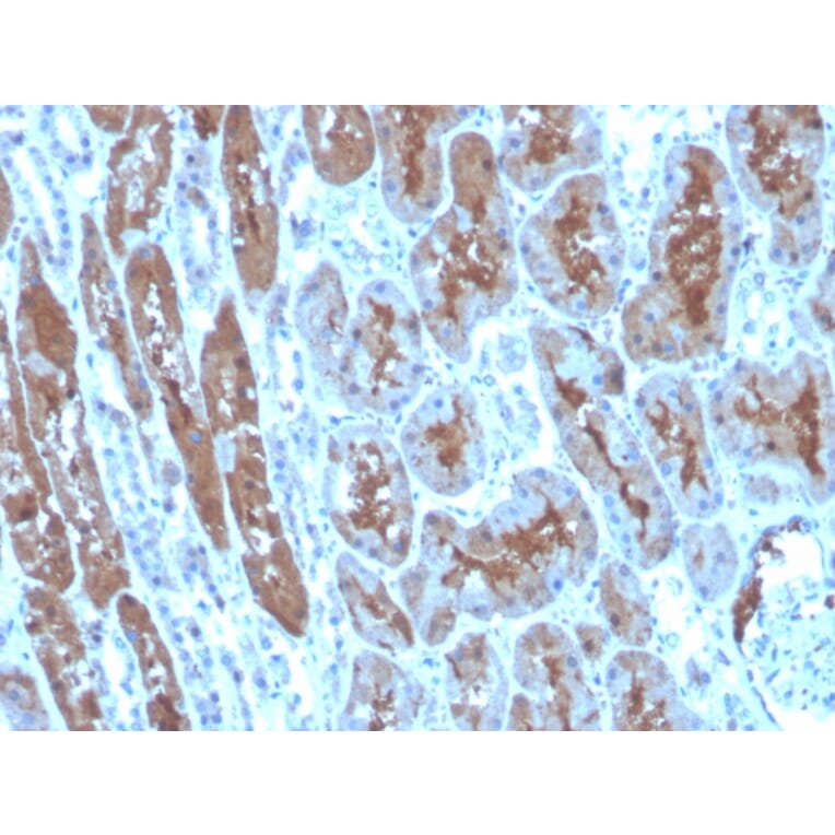 Immunohistochemistry - Anti-Superoxide Dismutase 1 Antibody [SOD1/4248] - BSA and Azide free (A253180) - Antibodies.com