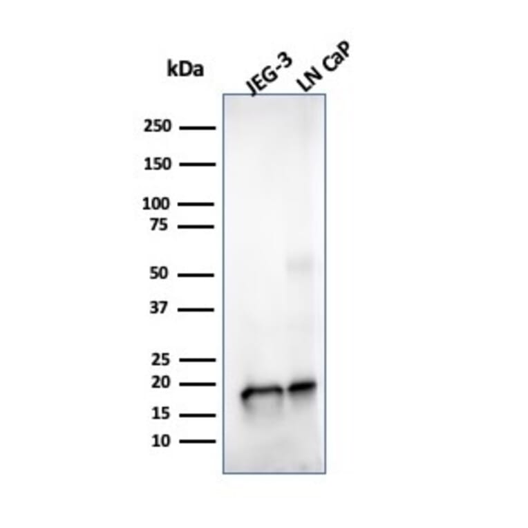 Western Blot - Anti-Superoxide Dismutase 1 Antibody [SOD1/4329] - BSA and Azide free (A253181) - Antibodies.com