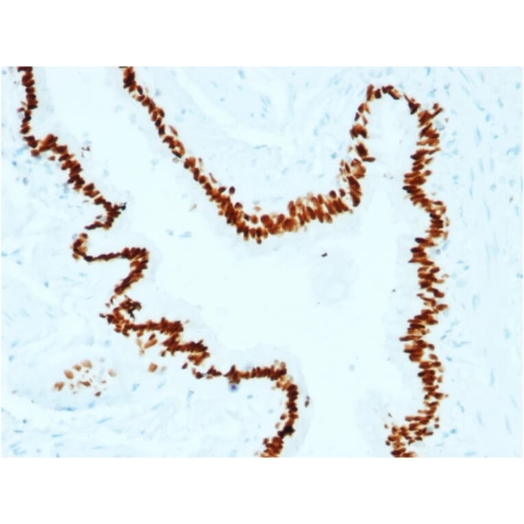 Immunohistochemistry - Anti-SOX2 Antibody [SOX2/1791] - BSA and Azide free (A253182) - Antibodies.com