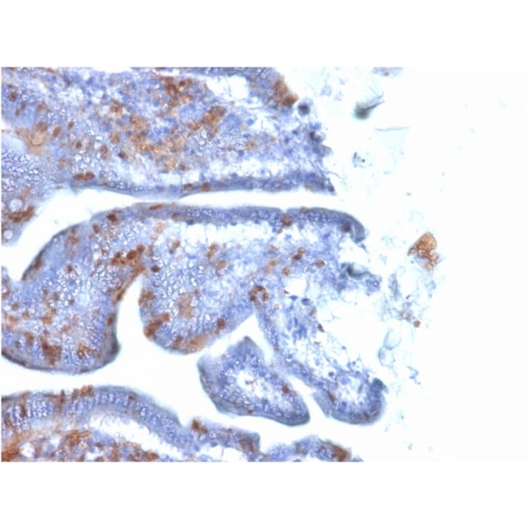 Immunohistochemistry - Anti-SOX2 Antibody [SOX2/1791] - BSA and Azide free (A253182) - Antibodies.com