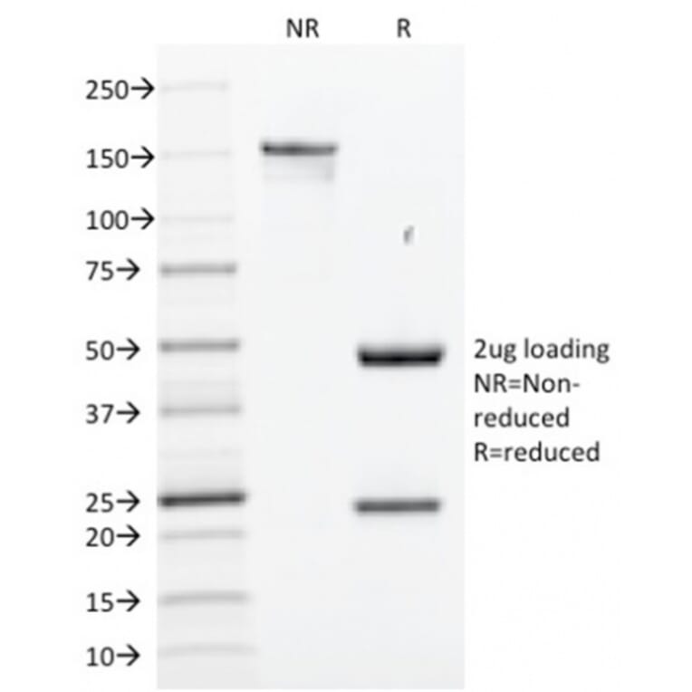 SDS-PAGE - Anti-SOX2 Antibody [SOX2/1791] - BSA and Azide free (A253182) - Antibodies.com
