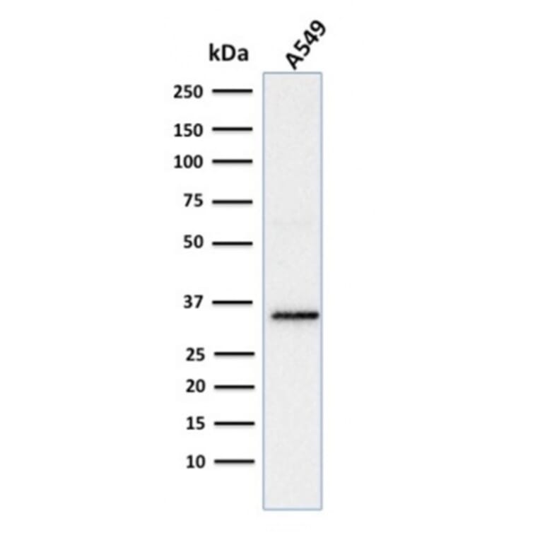 Western Blot - Anti-SOX2 Antibody [SOX2/1791] - BSA and Azide free (A253182) - Antibodies.com