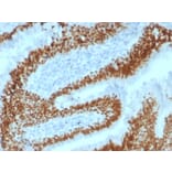 Immunohistochemistry - Anti-SOX2 Antibody [SOX2/1792] - BSA and Azide free (A253183) - Antibodies.com
