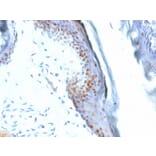 Immunohistochemistry - Anti-SOX2 Antibody [SOX2/1792] - BSA and Azide free (A253183) - Antibodies.com