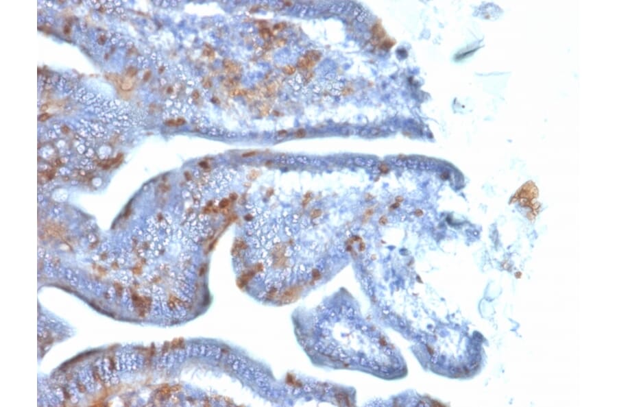 Immunohistochemistry - Anti-SOX2 Antibody [SOX2/1792] - BSA and Azide free (A253183) - Antibodies.com