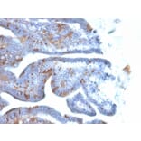 Immunohistochemistry - Anti-SOX2 Antibody [SOX2/1792] - BSA and Azide free (A253183) - Antibodies.com