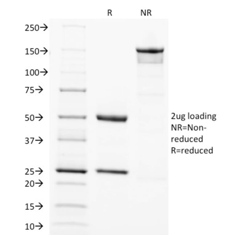 SDS-PAGE - Anti-SOX2 Antibody [SOX2/1792] - BSA and Azide free (A253183) - Antibodies.com