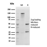 SDS-PAGE - Anti-SOX2 Antibody [rSOX2/1792] - BSA and Azide free (A253185) - Antibodies.com