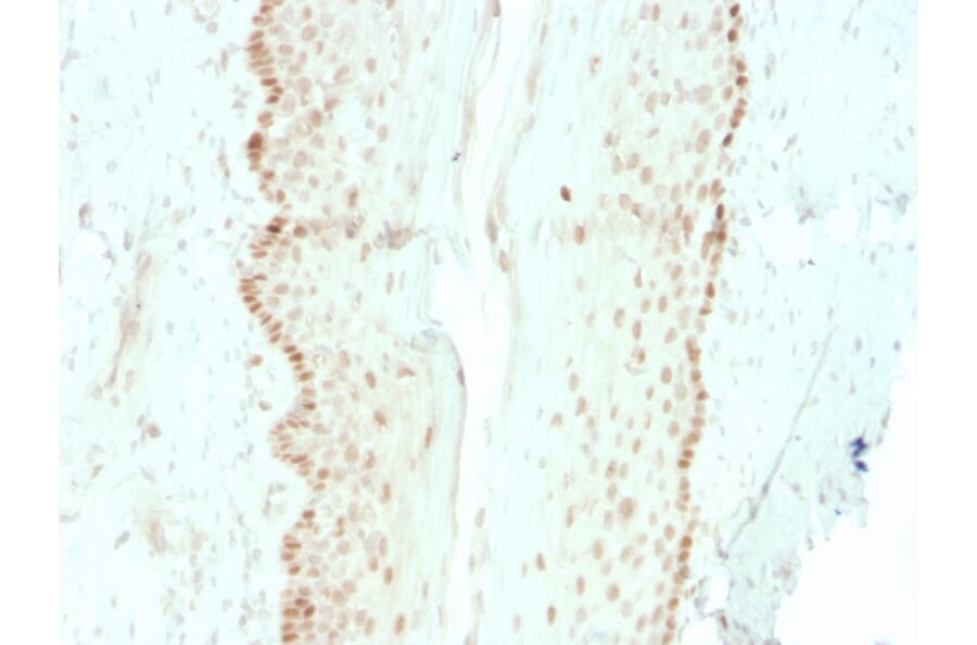 Immunohistochemistry - Anti-SOX2 Antibody [rSOX2/1792] - BSA and Azide free (A253185) - Antibodies.com
