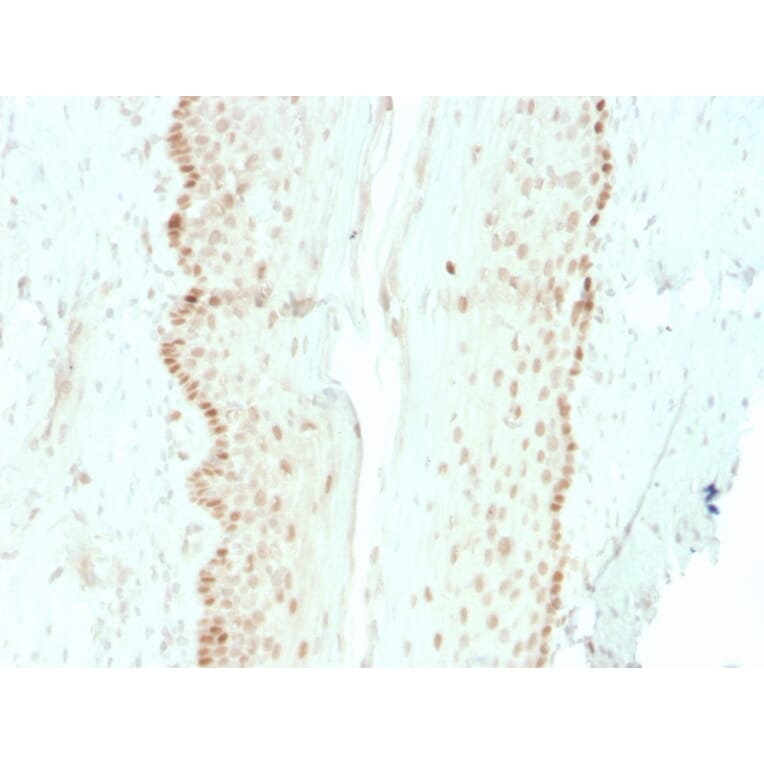 Immunohistochemistry - Anti-SOX2 Antibody [rSOX2/1792] - BSA and Azide free (A253185) - Antibodies.com