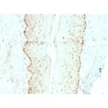 Immunohistochemistry - Anti-SOX2 Antibody [rSOX2/1792] - BSA and Azide free (A253185) - Antibodies.com
