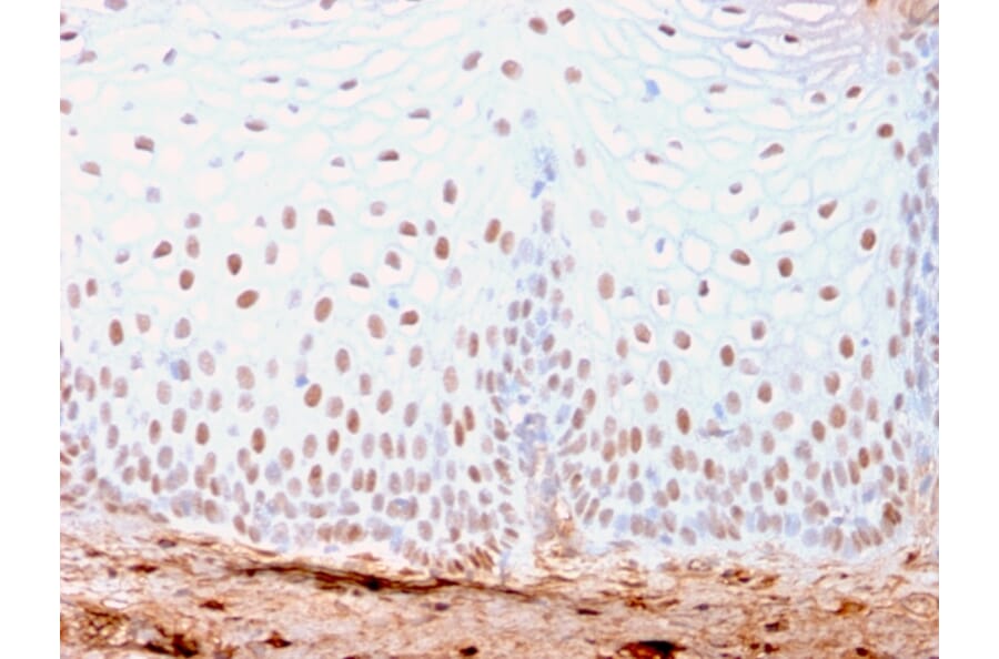 Immunohistochemistry - Anti-SOX2 Antibody [SOX2/3169R] - BSA and Azide free (A253185) - Antibodies.com